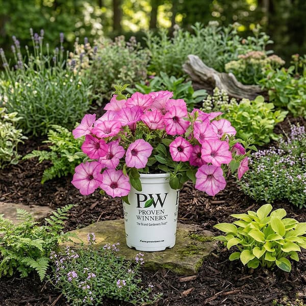 フラワー・ガーデニング uyiyiytiy Kawahara Nurseries 4 in. Supertunia Petunia Annual Plant Tiara