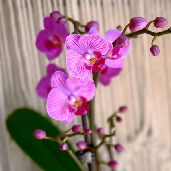 ALTMAN PLANTS 3.5IN Deluxe Purple Live Orchid (Phalaenopsis) in
