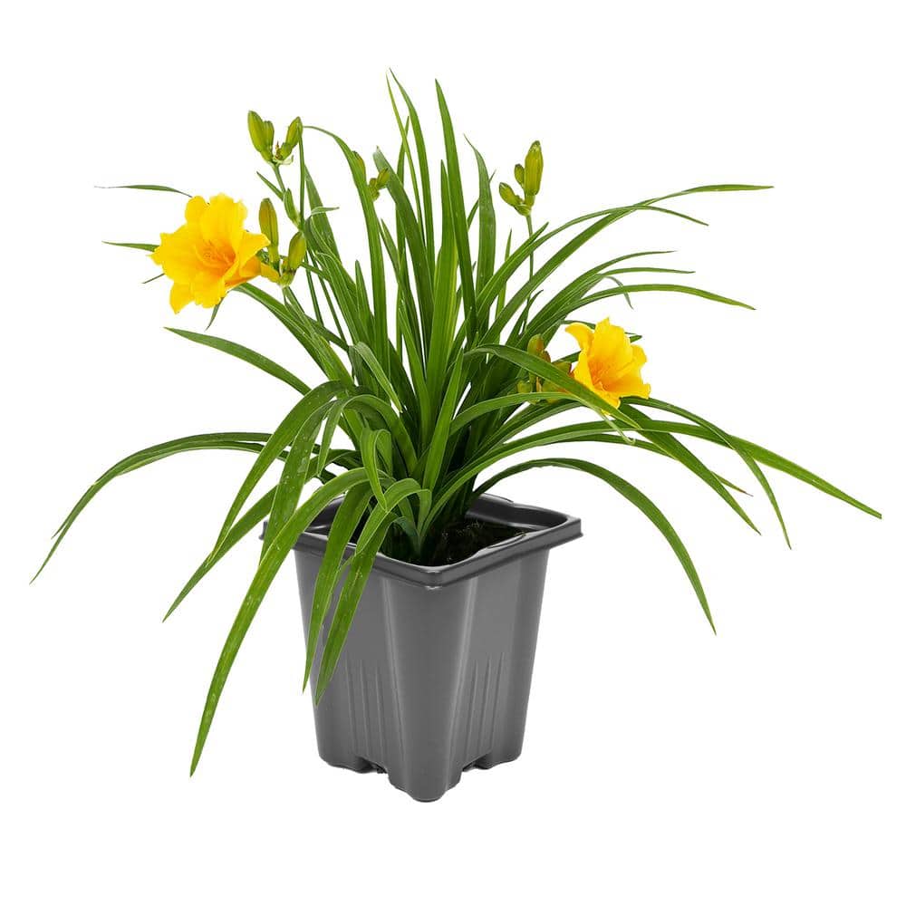 1.0 qt. Hemerocallis Stella de Oro Perennial Plant with Yellow Flowers - 1 