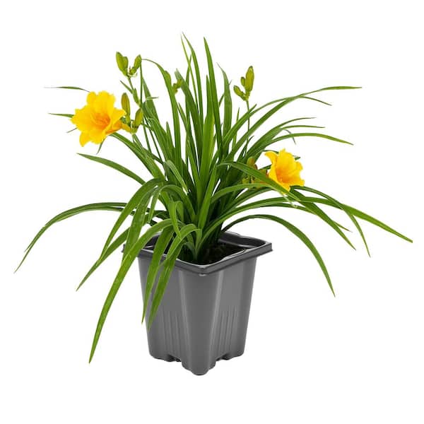 Unbranded 1.0 qt. Hemerocallis Stella de Oro Perennial Plant with Yellow Flowers - 1 Pack