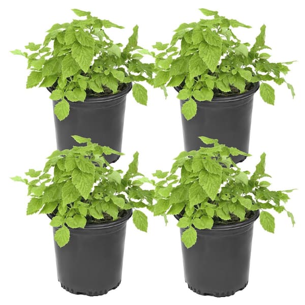 1 gal. Caroline Thornless Rubus Raspberry Plant (4-Pack)