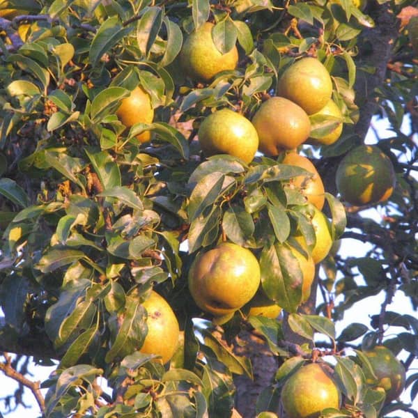 5 gal. Orient Pear Tree