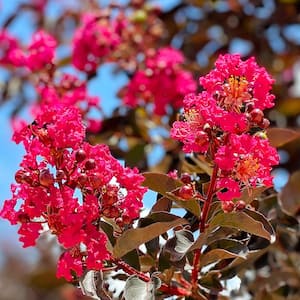 Mystic Magenta Crape Myrtle Dark Leaf Pink Flowering Ornamental Tree