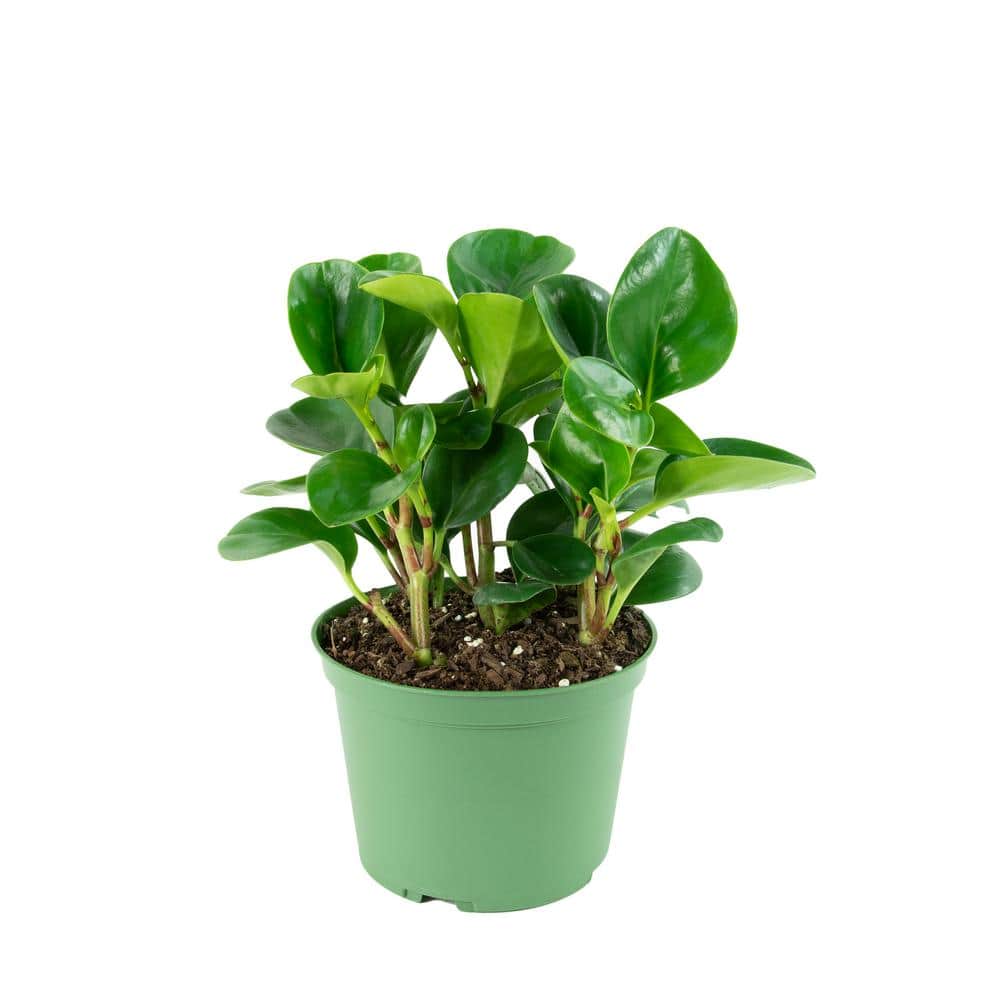 Reviews for national PLANT NETWORK 6 in. Peperomia Green Plant Pg 1
