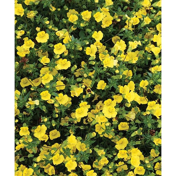 PROVEN WINNERS GoldDust (Mecardonia) Live Plant, Yellow Flowers, 4.25 in. Grande