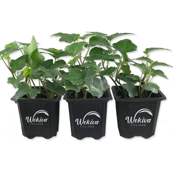 Wekiva Foliage Variegated English Ivy-3 Live Plants in 3 in. Pots-Hedera Helix-Beautiful Easy Care Air Purifying Houseplant Vine