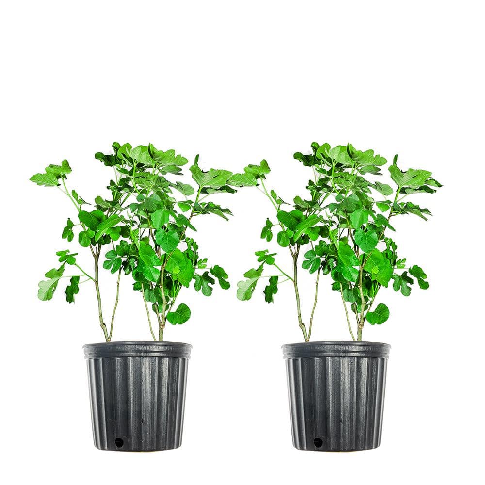 3 Gal. Brown Turkey Fig (2-Pack)