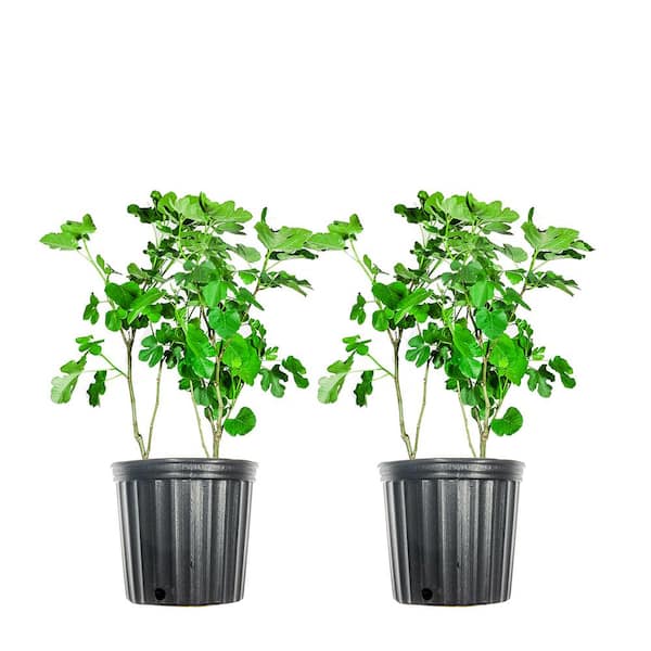 Unbranded 3 Gal. Brown Turkey Fig (2-Pack)