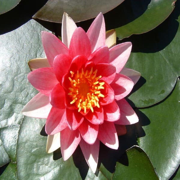 Givhandys 4-1/2 in. Potted Fabiola Hardy Water Lily Aquatic Plant ...