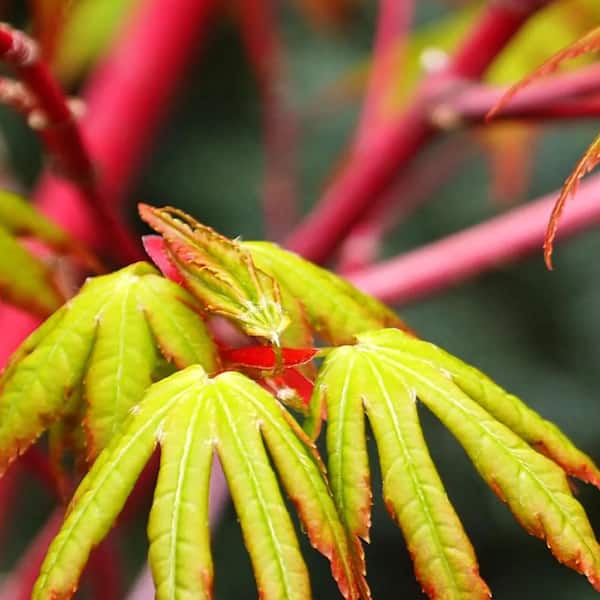 Acer palmatum - Ornamental Trees - The Home Depot
