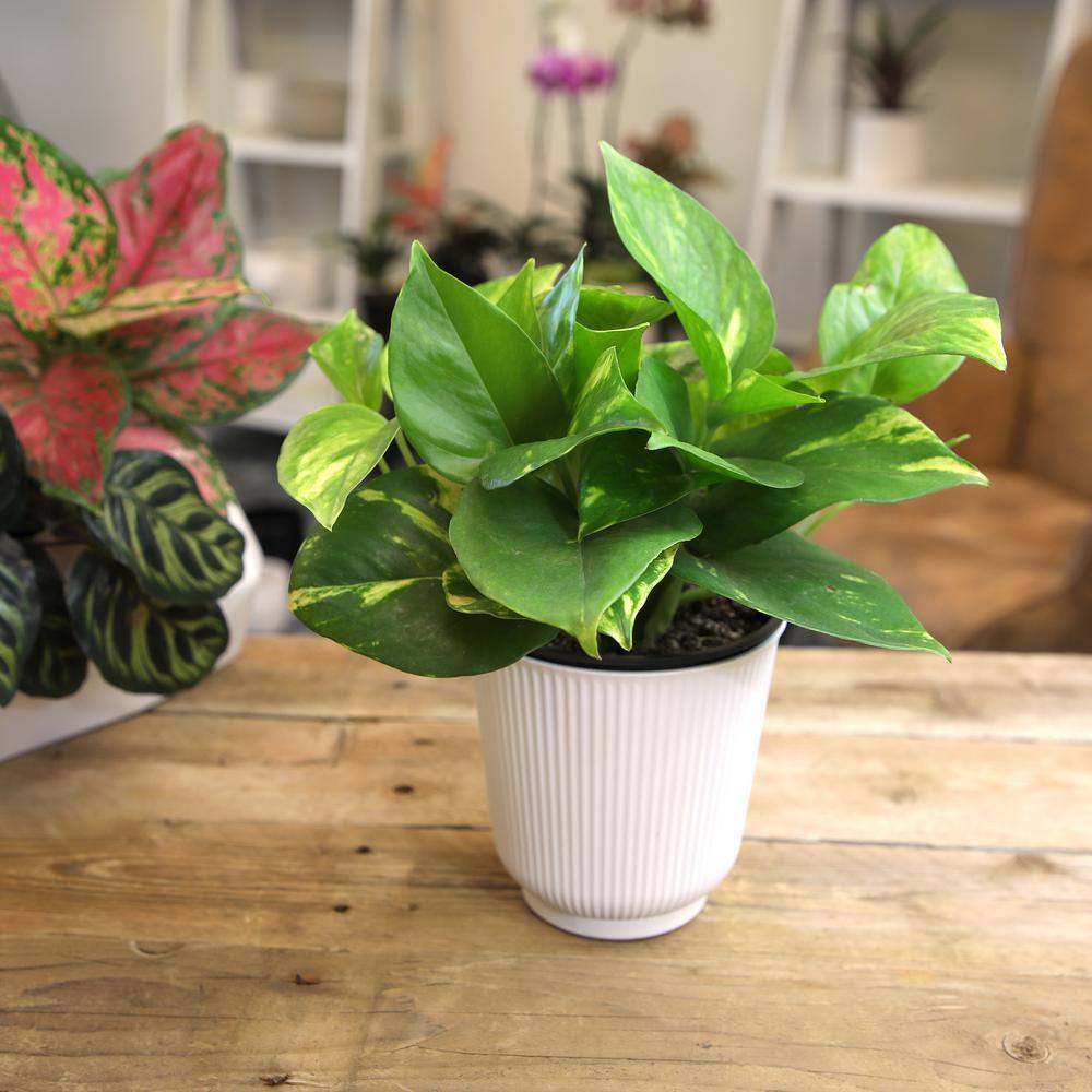Golden Petite Pothos in White Planter, 4.25 Inch