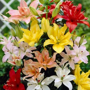 Double Blooming, Pollen Free, Mixed Color Lily Bulbs (7-Pack)