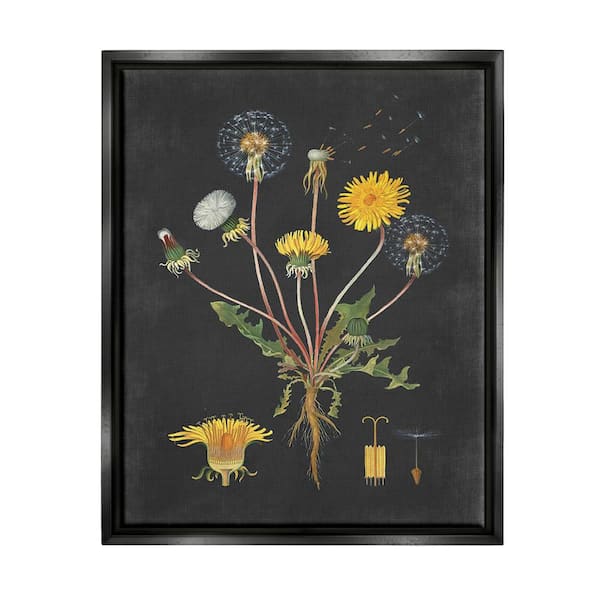 The Stupell Home Decor Collection Botanical Drawing Dandelion On Black Design by Lettered and Lined Floater Frame Nature Wall Art Print 21 in. x 17 in. .