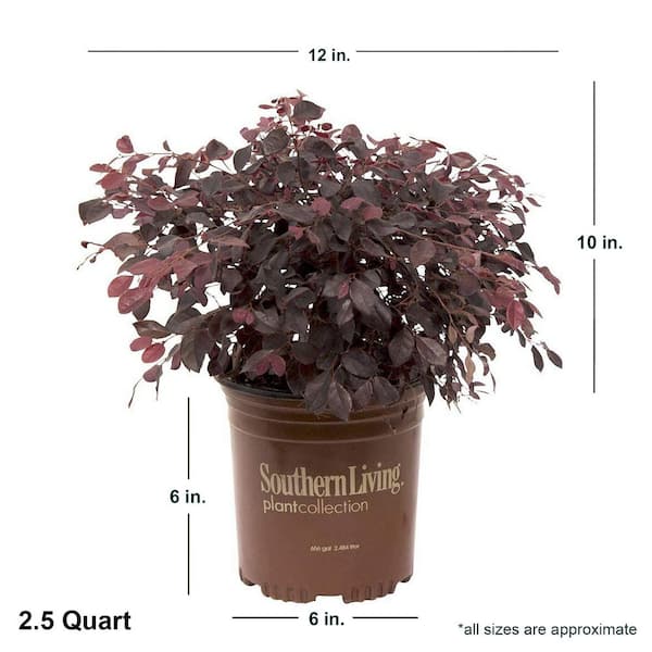 2.5 Qt. Purple Diamond Semi-Dwarf Loropetalum, Evergreen Shrub with Purple Foliage, Pink Ribbon Blooms