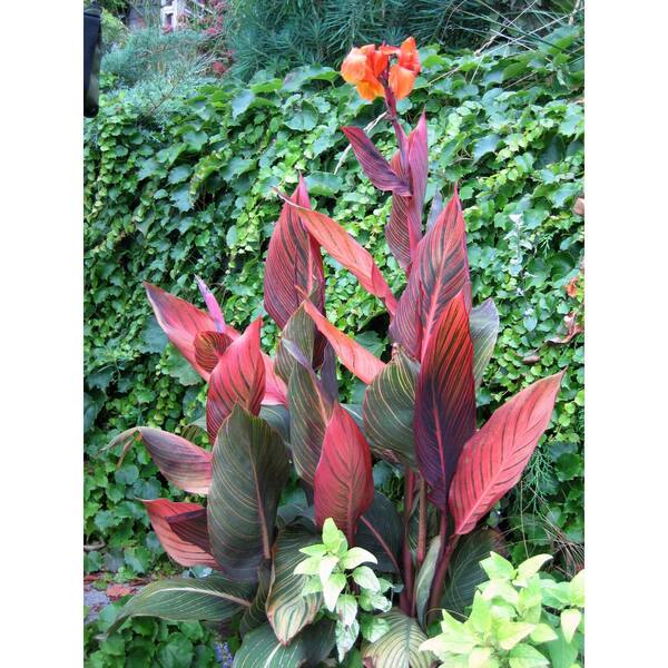 Unbranded 1.0 Gal. Perennial Canna Tropicanna Original (2-Pack) 2377