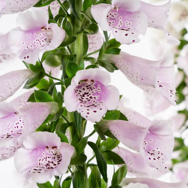 METROLINA GREENHOUSES 1.5 Gal Digitalis Foxglove 'Camelot Lavender