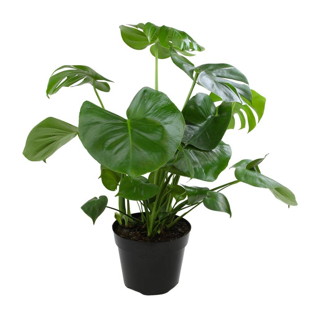 altman-plants-monstera-plants-