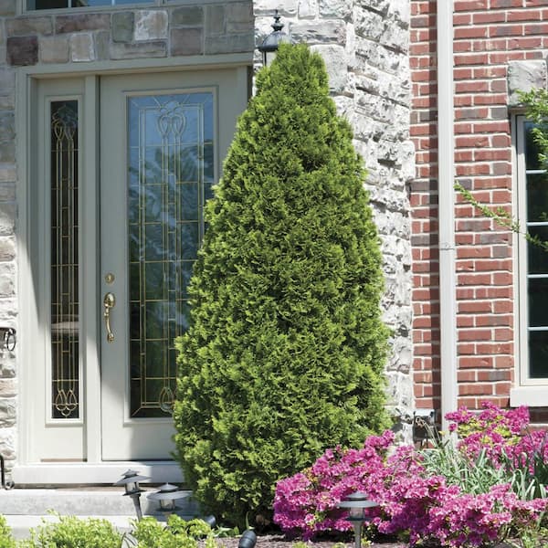 Gardens Alive! 12 in. Tall to 18 in. Tall Emerald Green Arborvitae (Thuja), Live Evergreen Bareroot Shrub (1-Pack)