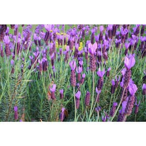 2.5 Qt. Spanish Lavender Live Full Sun Flowering Perennial Plant