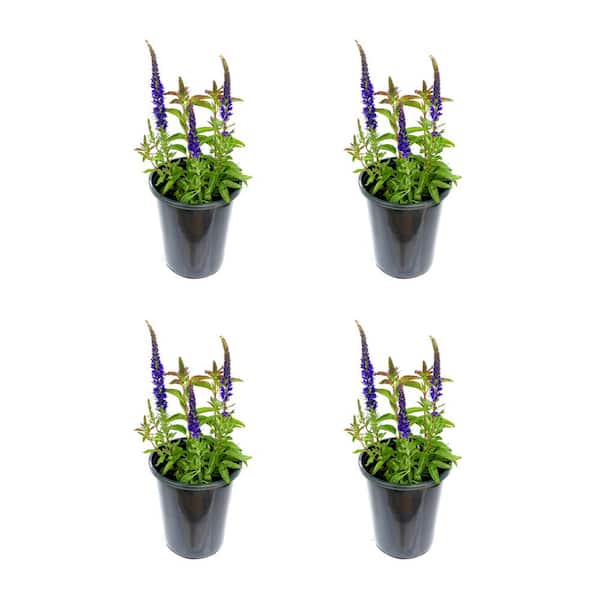 Unbranded 2.5 Qt. Perennial Salvia nemorosa Blue (4-Pack)