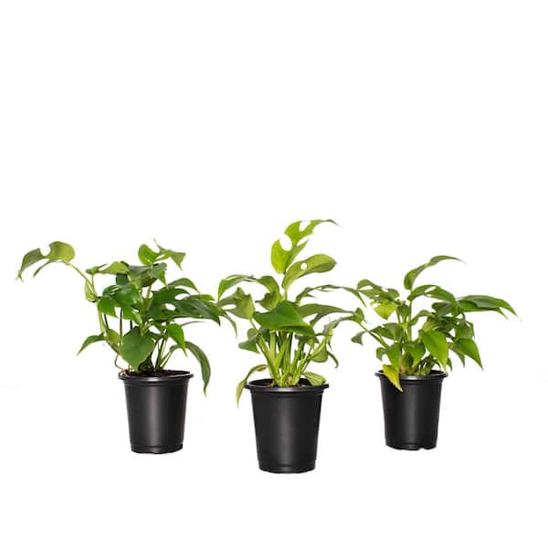 national PLANT NETWORK 4 in. Ginny Monstera Grower Containers (3-Piece)