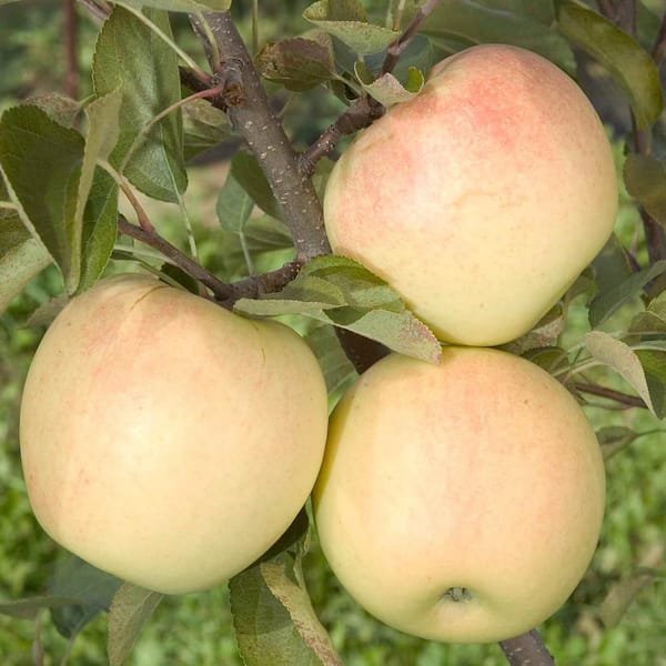 Honeycrisp Apple Tree: Apple and Fruit Trees From Gurneys