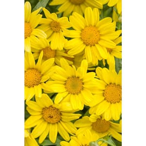 4-Pack, 4.25 in. Grande Golden Butterfly Marguerite Daisy (Argyranthemum) Live Plant Yellow Flowers