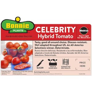 19 oz. Celebrity Tomato Plant (2-Pack)