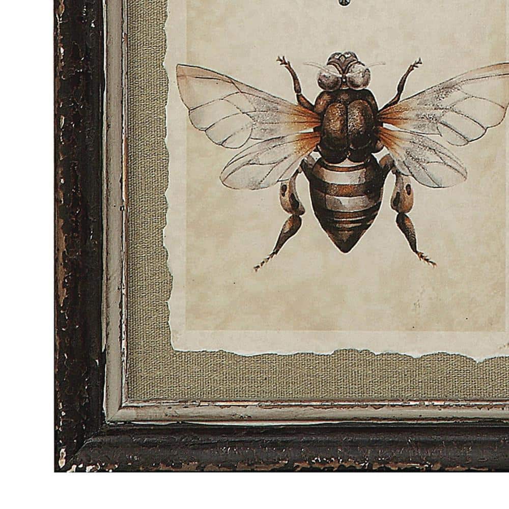 Wood Framed Vintage Insect Prints Set of 4