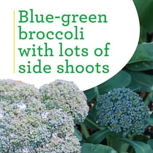 19 oz. Green Magic Broccoli Plant (2-Pack)