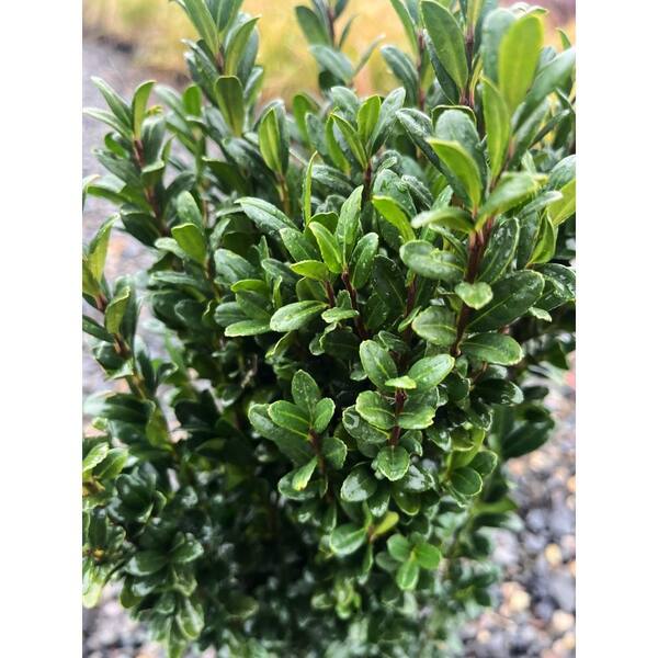 2.25 Gal. Sky Pencil Japanese Holly Live Shrub O478403 - The Home