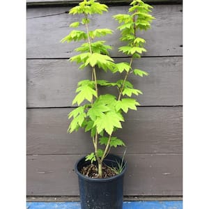 1 Gal. Pacific Vine Maple Tree - Shade Loving Compact Form with Intricate Branching Patterns (2-Pack)