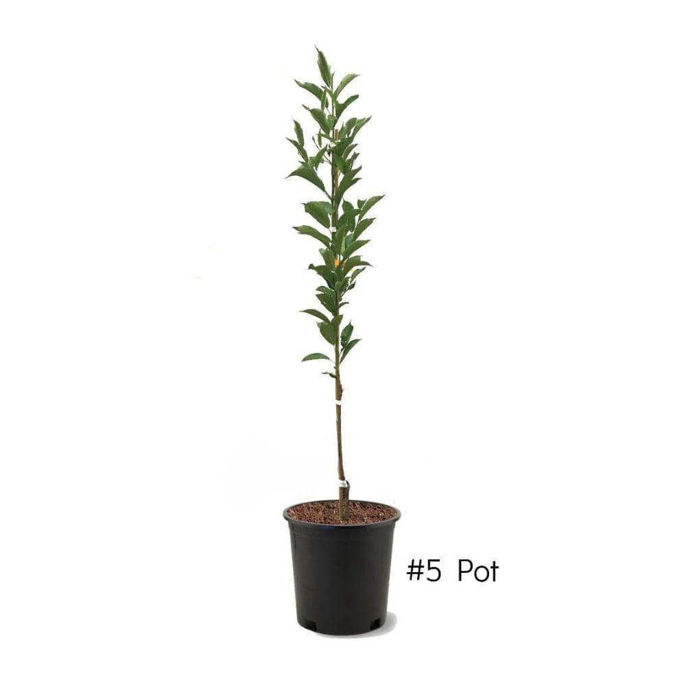5 Gal. Green Gage Plum