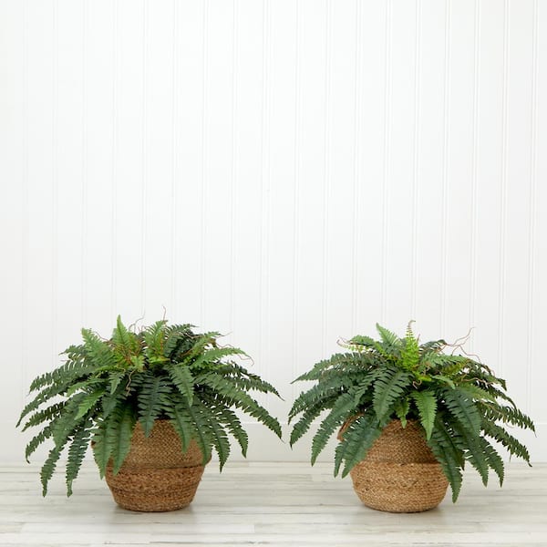  Nearly Natural 40in. Boston Fern (Set of 2), Green : Home &  Kitchen
