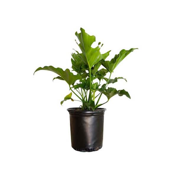 FLOWERWOOD 2.5 Qt. Split Leaf Philodendron - Live Evergreen Shrub with Large Glossy Green Foliage