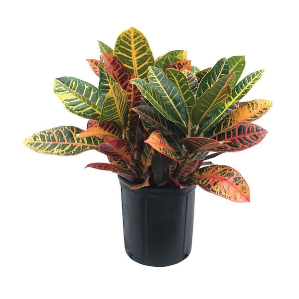 1.72 Gal. Petra Croton Indoor Tropical Houseplant in Grower Pot (1-Pack)