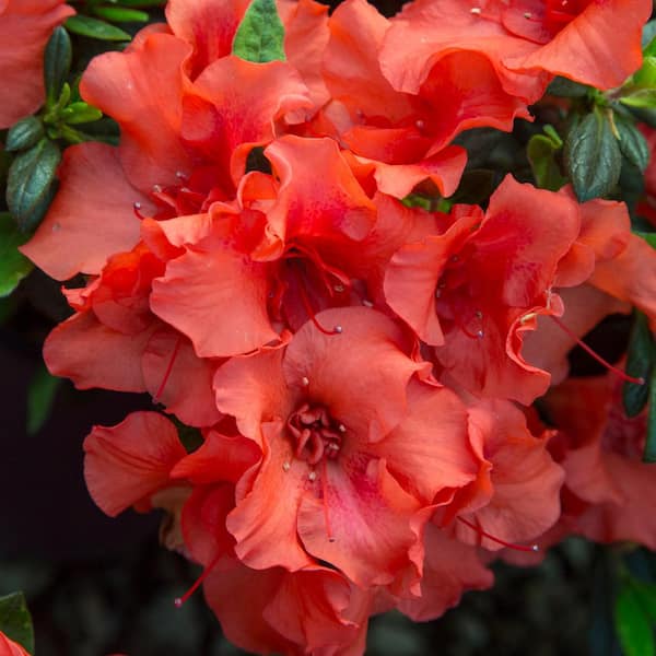 2 Gal. Autumn Embers Shrub With Semi Double Red-Orange Flowers