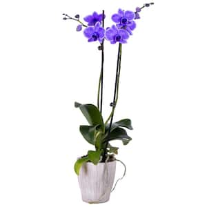 Just Add Ice 16-30 Watercolor Blue Premium Orchid Live Plant in 5 White  Ceramic Pot, House Plant 