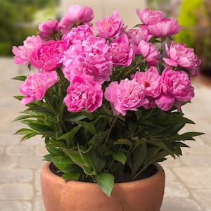 Pink Patio Peonies Rome - For Containers