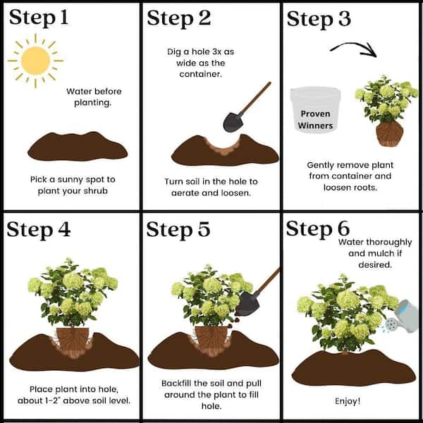 4 Basic Tips for Aspiring Plant Moms – Click & Grow