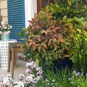 2 Gal. Nandina Blush Pink Shrub with Pink and Red Foliage
