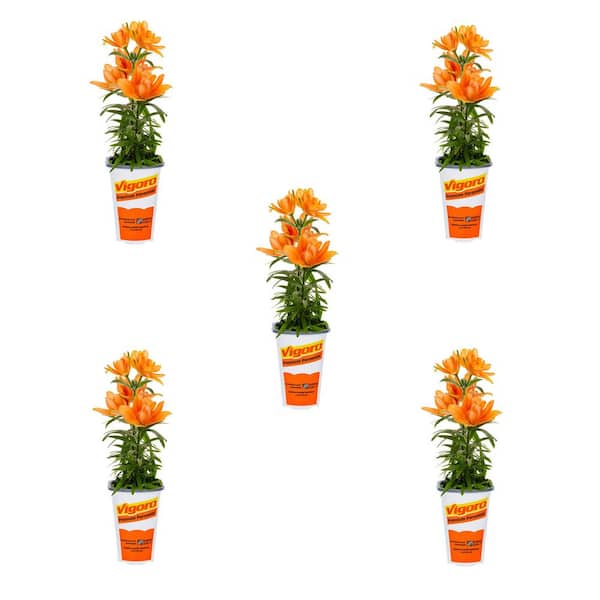 Vigoro 1.5 pt. Asiatic Lily Tiny Double You Orange Perennial Plant (5-Pack)