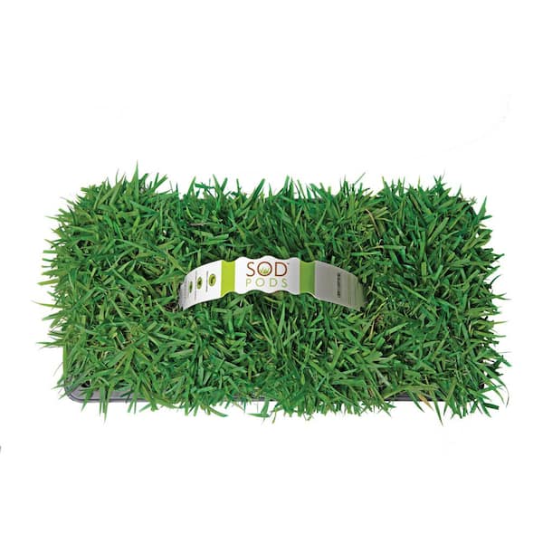 Sod Pods Zoysia Grass Plugs (64-Count) Natural, Affordable Lawn Improvement