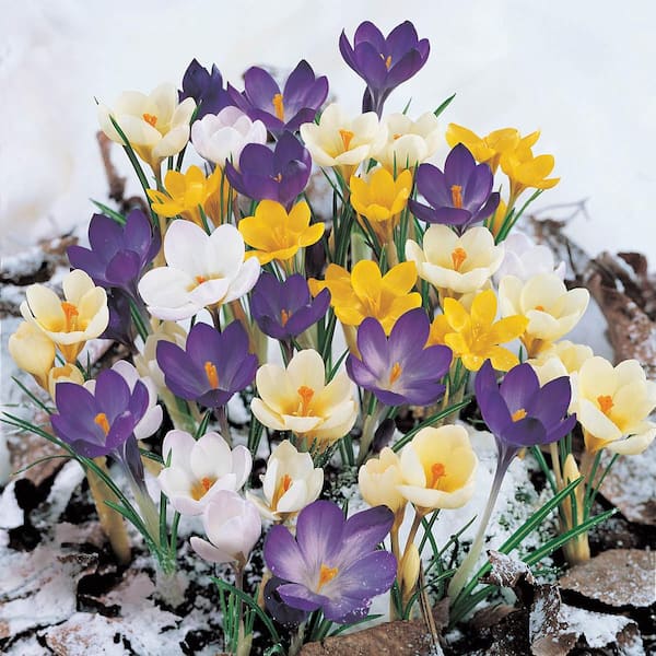 Van Bourgondien Species Crocus Multicolored Mixture Dormant Spring Flowering Bulbs (100-Pack)