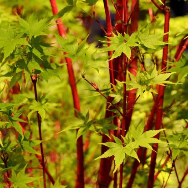 1 gal. Sango Kaku Deciduous Japanese Maple Tree MAPJSA01GH - The