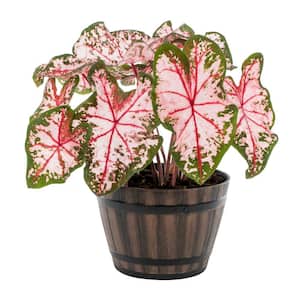 1 Gal. Caladium Angel Wings Pink and Green in Decorative Napa Barrel Planter Annual Plant (1-Pack)