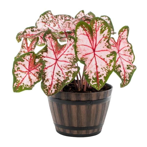 METROLINA GREENHOUSES 1 Gal. Caladium Angel Wings Pink and Green in Decorative Napa Barrel Planter Annual Plant (1-Pack)