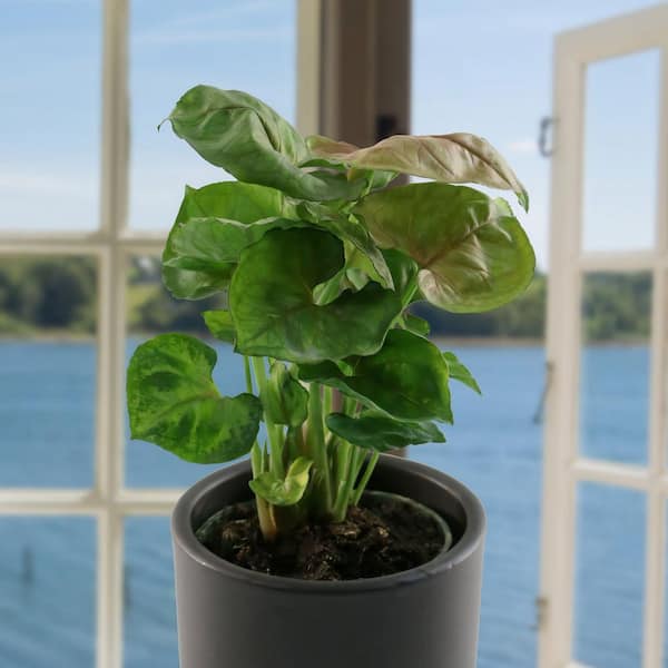 4 in. Syngonium Mango Allusion Plant in Grower Container (3-Pack)