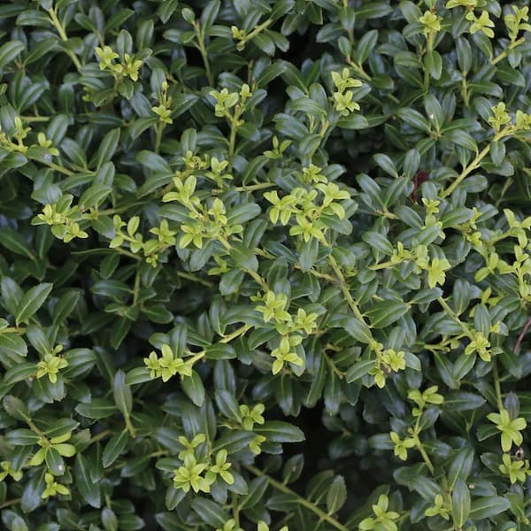 national PLANT NETWORK 2.5 qt. Holly Soft Touch Shrub