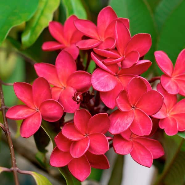 national PLANT NETWORK 1 gal. Plumeria Red Bordeaux Plant